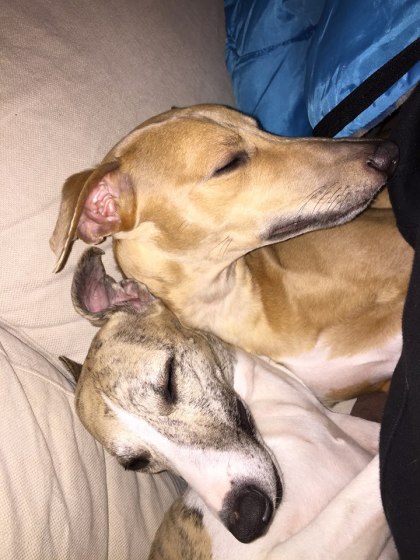 10998902_622367031228159_8660139490771376337_n