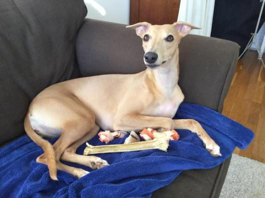 11004670_10205974749268087_2116514103_n