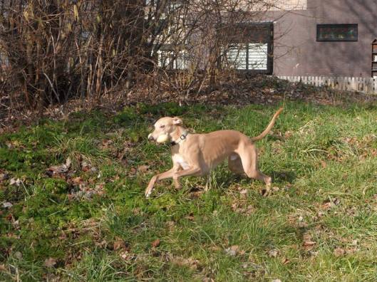 11007498_364118000456189_312272271_n