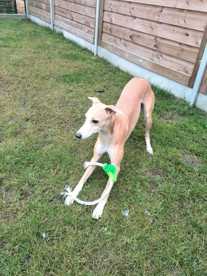 11075002_10153067515175999_2070694644_n