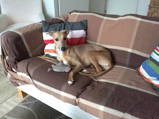 11086034_642585545872974_472466301_n