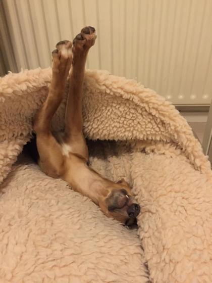 11091243_642585522539643_301008383_n