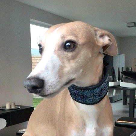 11092527_10153089083450999_1259702057_n