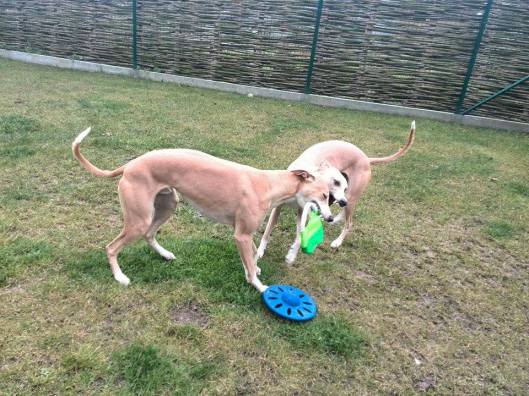 11092944_10153067515040999_481573132_n