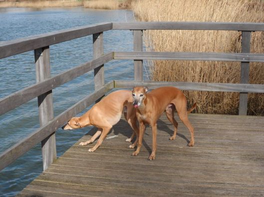 11094064_382144951986827_1482519991_n