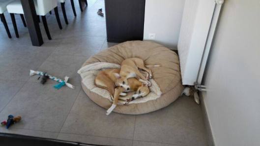 11096757_10153089085110999_507845738_n