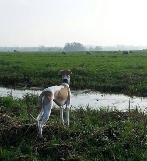 11101772_429025177269292_822219051_n