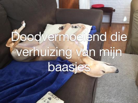 11115934_10206294999474142_200385939_n