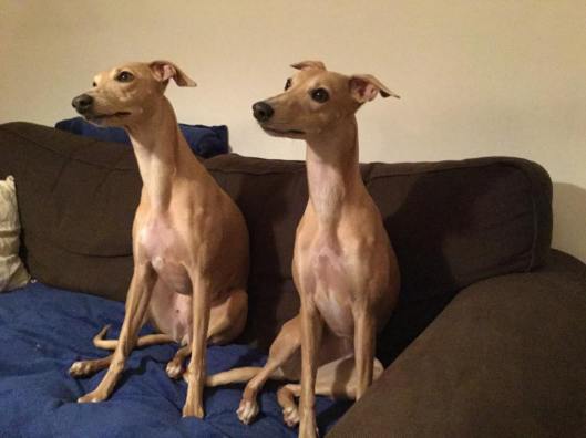 11117775_10206338015629519_1308024688_n