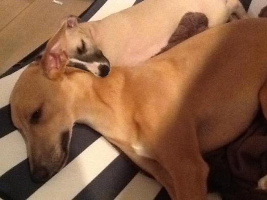 11122496_452296398271920_1265042710_n