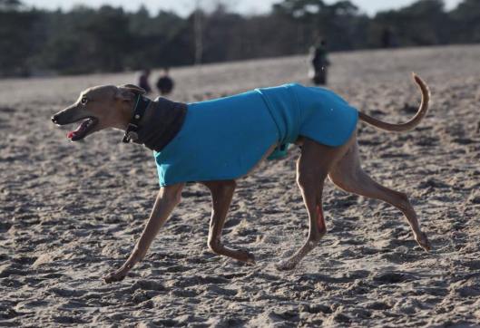 11126953_642585509206311_2029323936_n