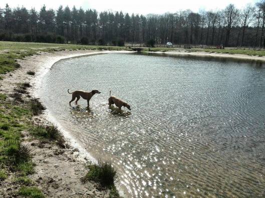 11128019_10153086447185999_1205522636_n