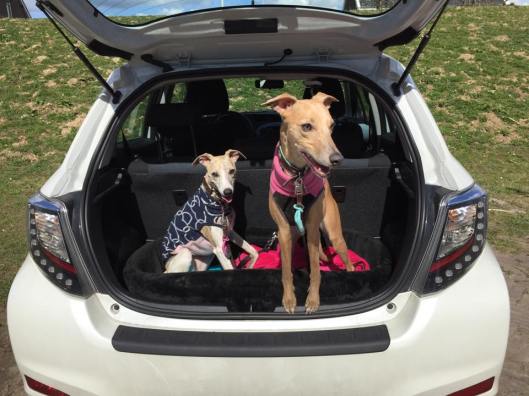 11130197_643972232400972_162227662615429738_n