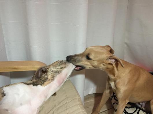 11130595_642586389206223_309769976_n