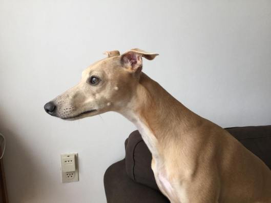 11131731_10206316052600457_292100702_n