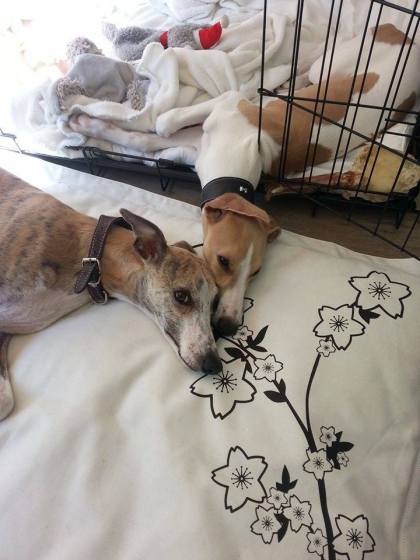 11131751_429030123935464_1802766972_n