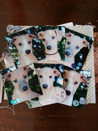 11131847_429032087268601_1258265750_n