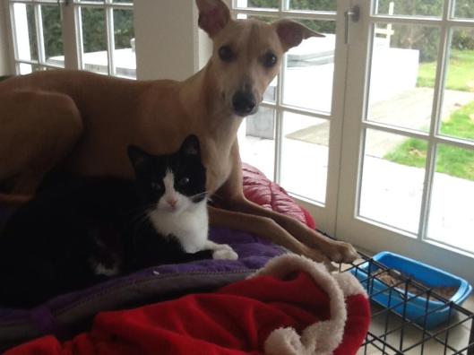 11134285_452302274937999_340475254_n