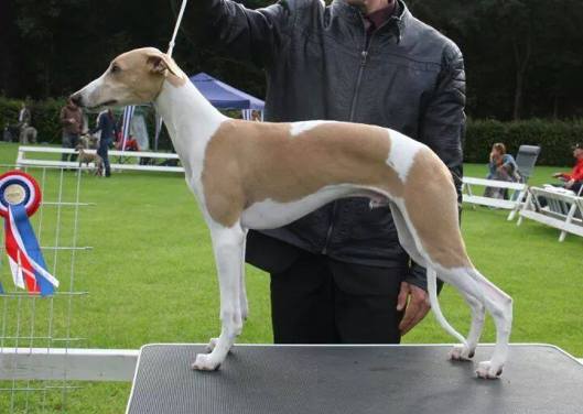 11137037_429027097269100_336931856_n