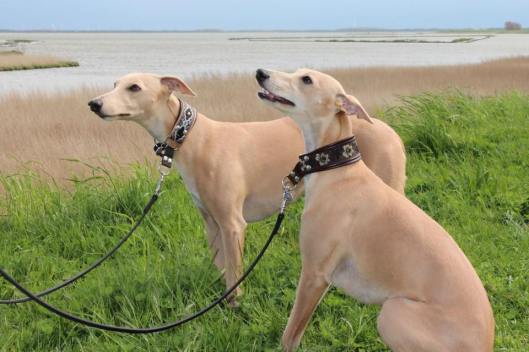 11010289_10206580854740345_3557531562395544388_n