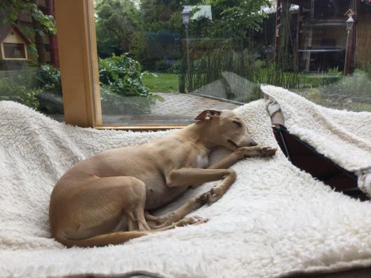 11012138_10206675365063044_5437420257702086197_n