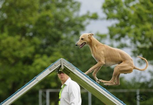 11062940_833179136730110_4463877999157966967_n