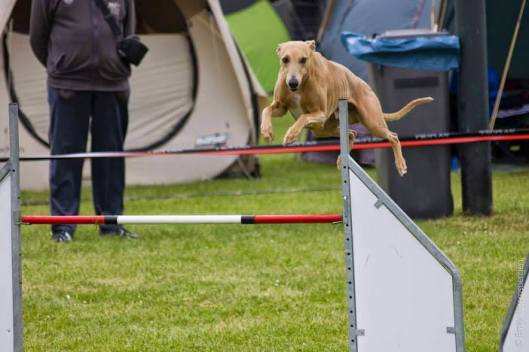 11230238_833128440068513_4793714276148549327_n