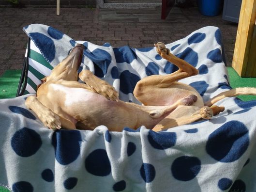 11295701_835939743120716_3982016038279647717_n