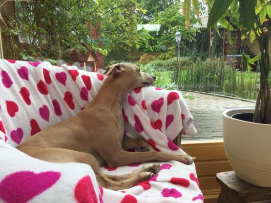 11351325_10206675365183047_6451822360146834798_n