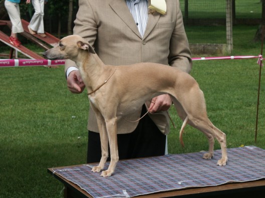 173879_Ch_Of_Summer's_Joy_Geoleah