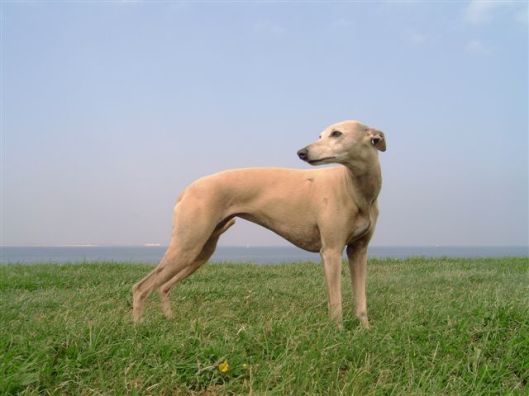 MEDION DIGITAL CAMERA