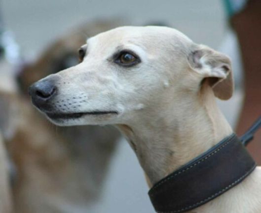 Wild and Free of Herlaers Town