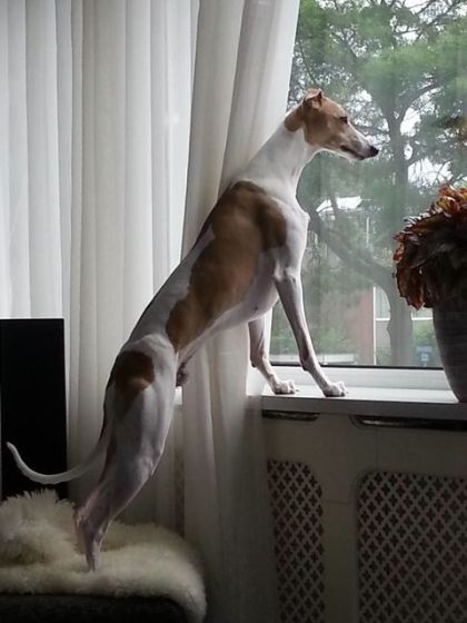 11701046_474672722704537_1360534788485497053_n