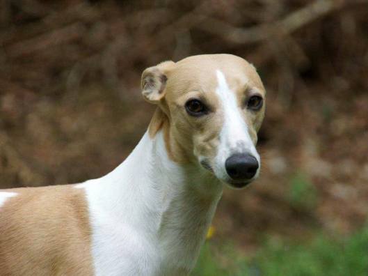 12003169_10203852097142261_8423994719004256543_n