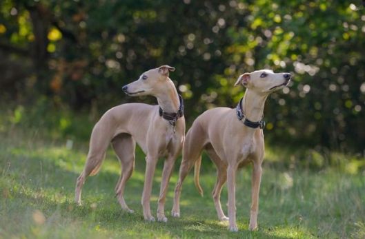 12027592_10207672771597584_4360125614562939242_n