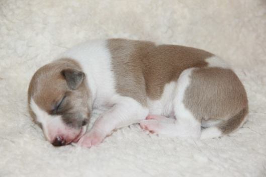 12144754_10203852106822503_1018560488579559244_n