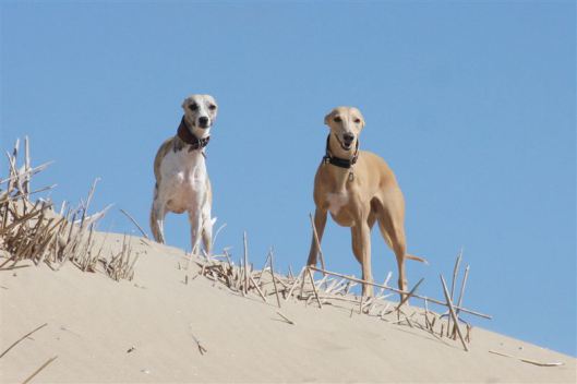 Nieuwjaarswandeling 3