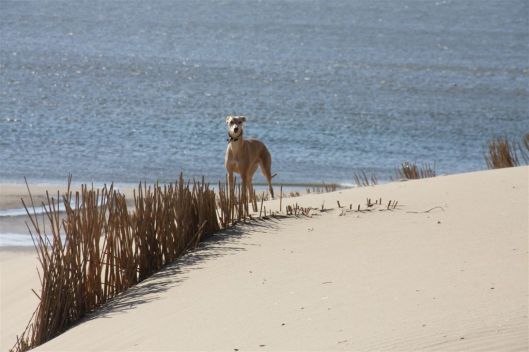 Regiowandeling Den Helder