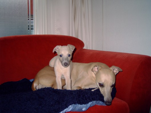 MEDION DIGITAL CAMERA