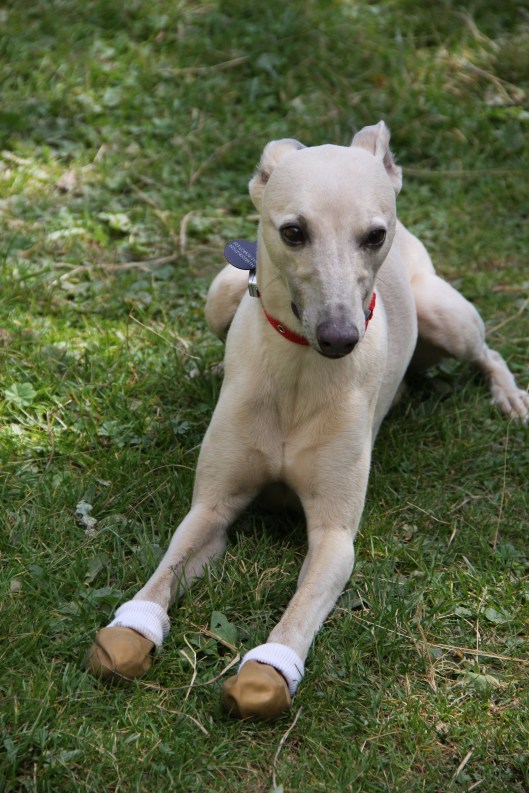 Flexchalet MP 2011 (150)