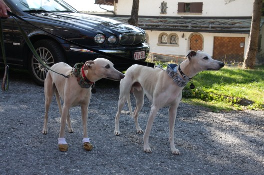 Flexchalet MP 2011 (97)