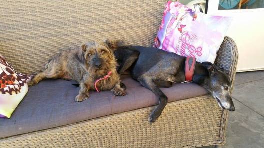 13692670_10205364080820908_3992783064930455013_n