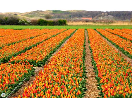 17883659_1443437185719266_4724302361884944280_n