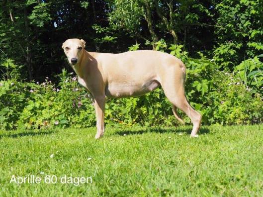 Aprille 60 dagen zwanger