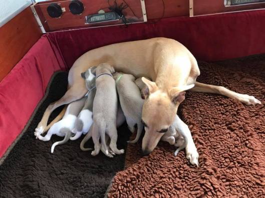 Hele nest met Aprille 2