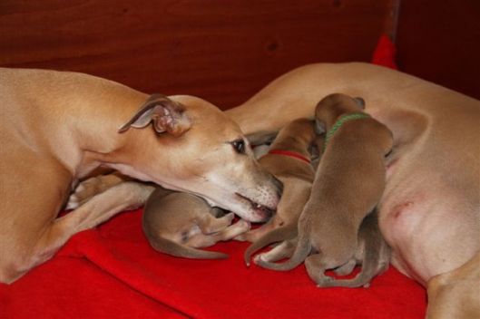 Oma Jewel bij het nest