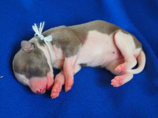 Turqoise 3 dagen oud