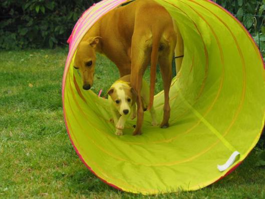 Aprille en geeltje in tunnel