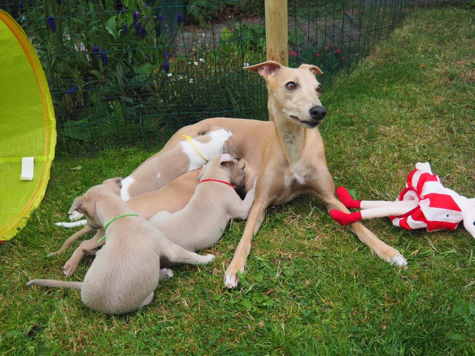 Aprille en pups in tuin 2