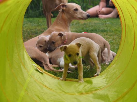 Aprille tunnel eind en groentje erin